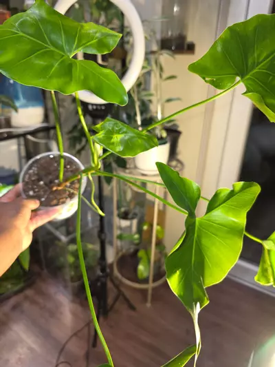 plant/Philodendron Corcovadense in 6 inch pot.-4-thumbnail