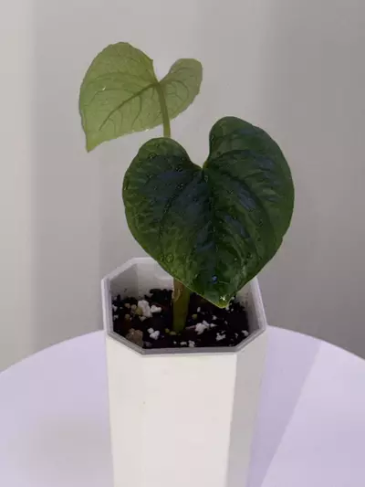 plant/Anthurium Nutibarense Pure Species-4-thumbnail