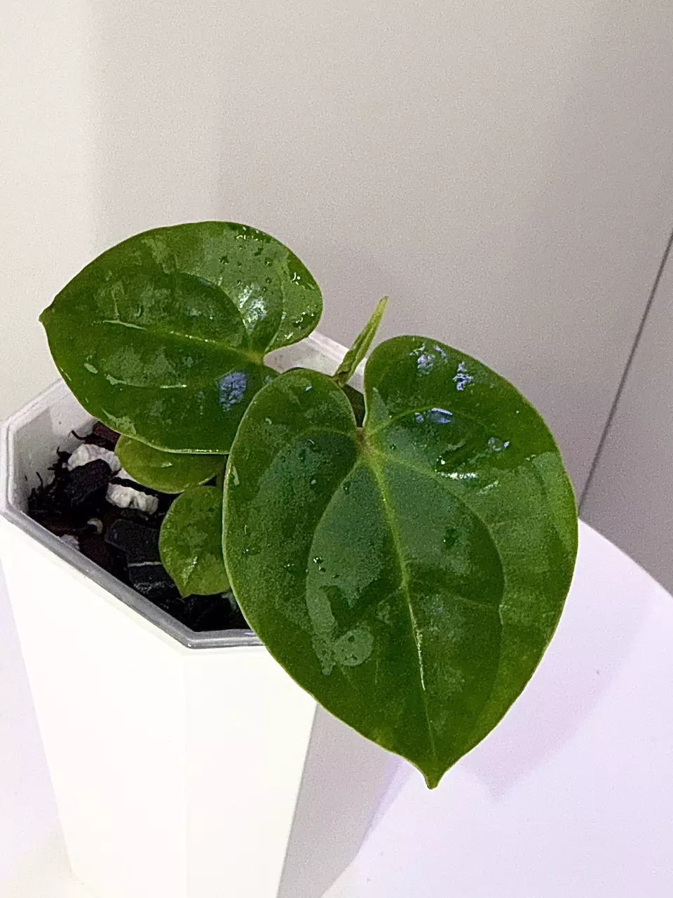 plant/Kunayalense-Pap x Dresslari-Carla “Amanda by Haseeb at ThriveHaus Anthurium-1