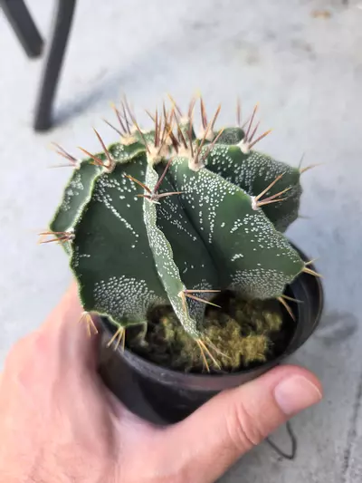 plant/Astrophytum Ornatum #4-0-thumbnail