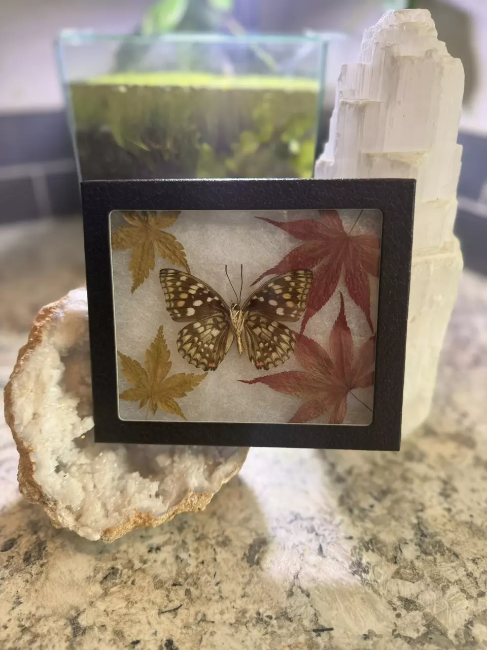 plant/Sasakia charonda verso “purple emperor” green-0