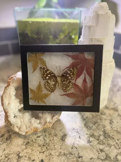 plant/Sasakia charonda verso “purple emperor” green-0-thumbnail