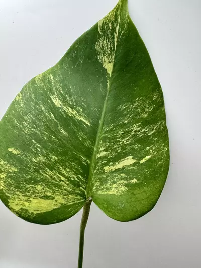 plant/Monstera Aurea-2-thumbnail