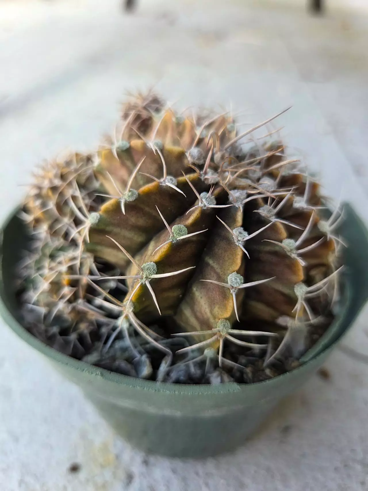 plant/Gymnocalycium 'Fossil'-0