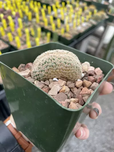 plant/Crested Echinocereus primolanatus-2-thumbnail