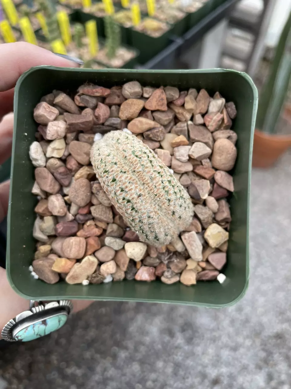 plant/Crested Echinocereus primolanatus-1