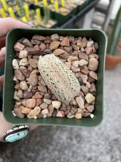 plant/Crested Echinocereus primolanatus-1-thumbnail