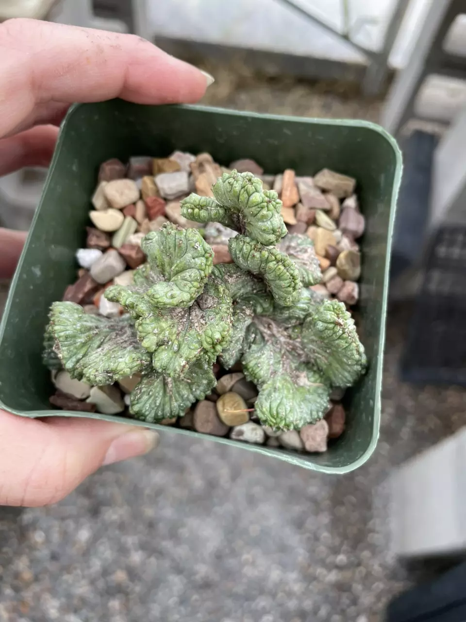 plant/Crested Euphorbia enopla-1