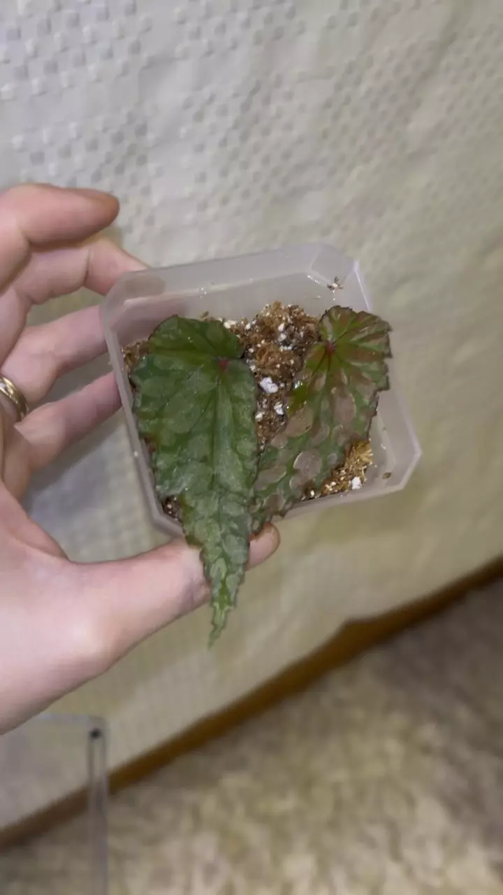 plant/Begonia U038 x amphioxus hybrid-1