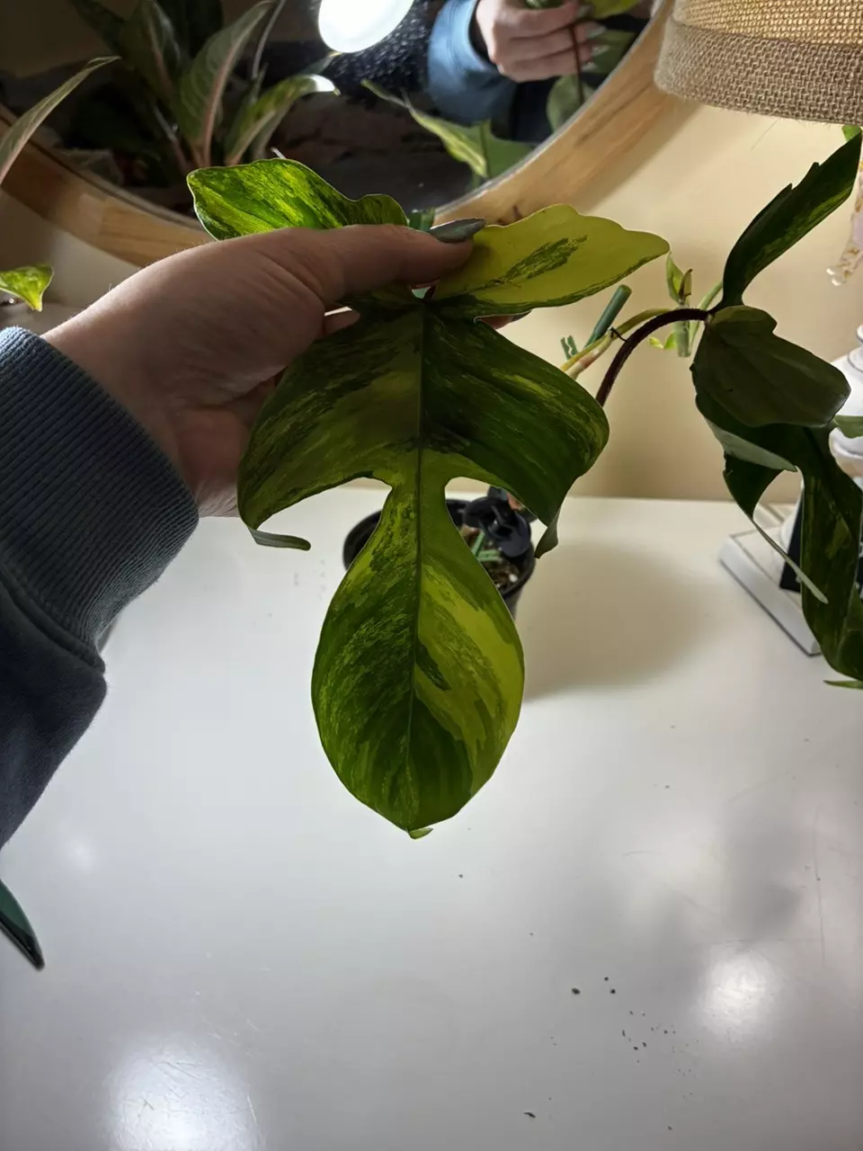 plant/Florida Beauty that’s not so beauty-3