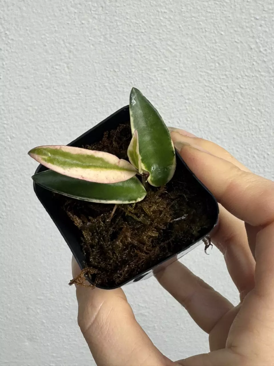 plant/Hoya Wayetii Lori Lyn-0