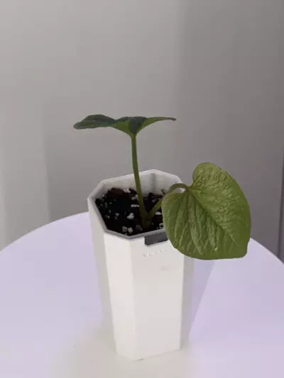 plant/Anthurium Nutibarense Pure Species-2-thumbnail