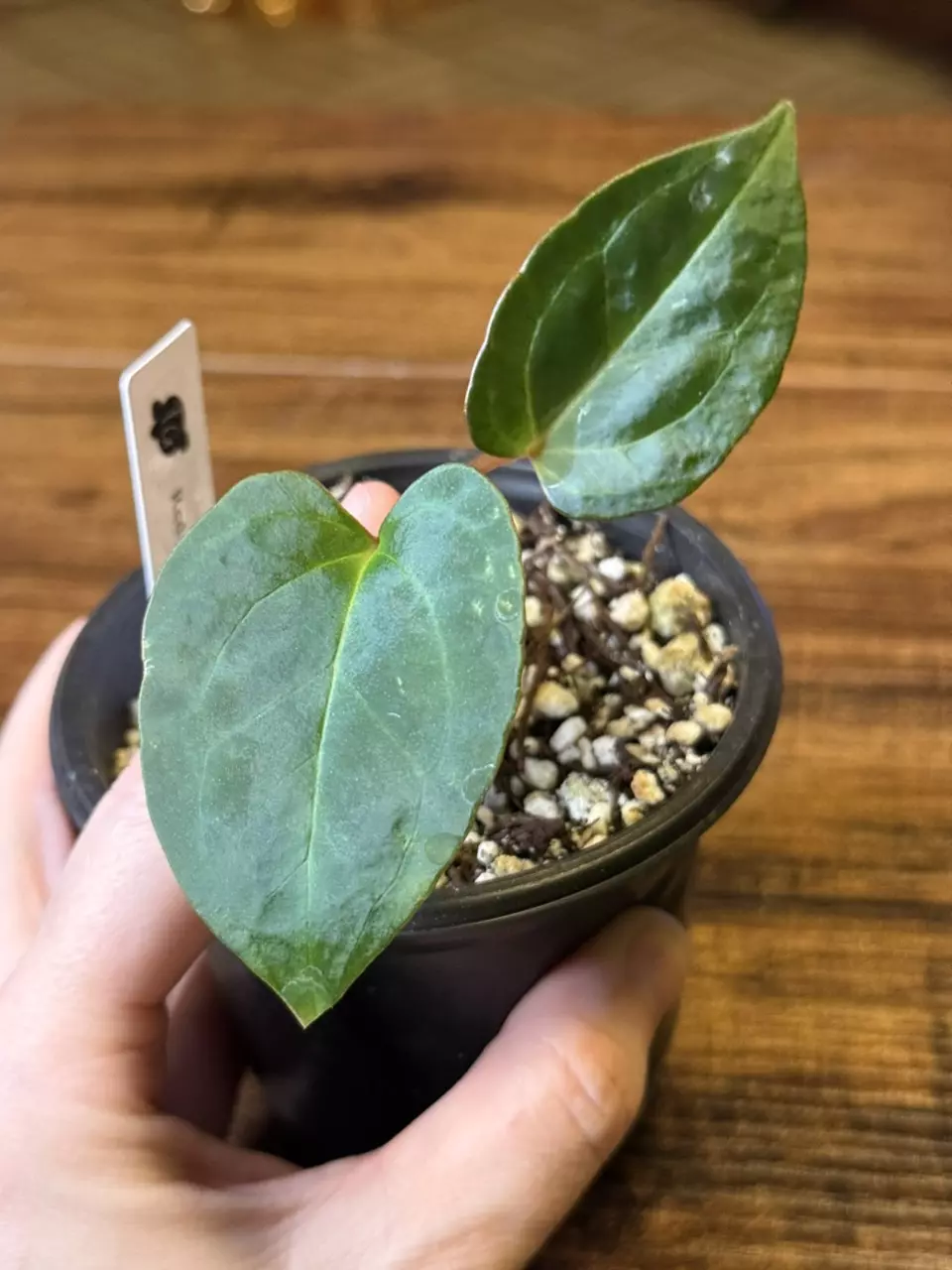 plant/A. Red of Java *Parent pic last-0