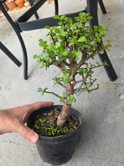 plant/Portulacaria Afra pre- bonsai #1-0-thumbnail