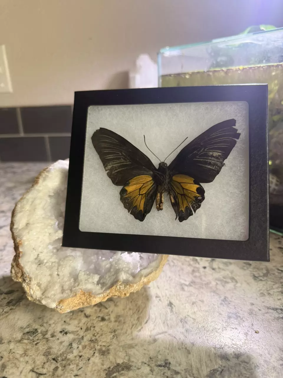plant/Damaged golden birdwing butterfly-0