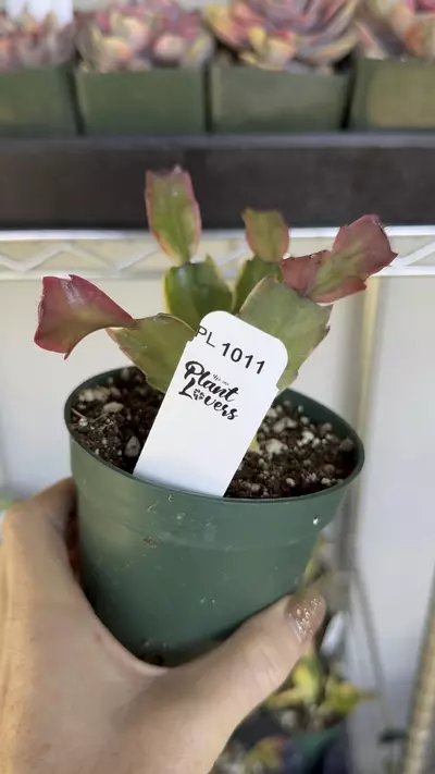 plant/PL1011: Variegated Thanksgiving Cactus-0-thumbnail