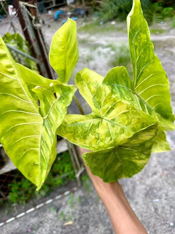 plant/Super Yellow Variegated Alocasia Longiloba-1