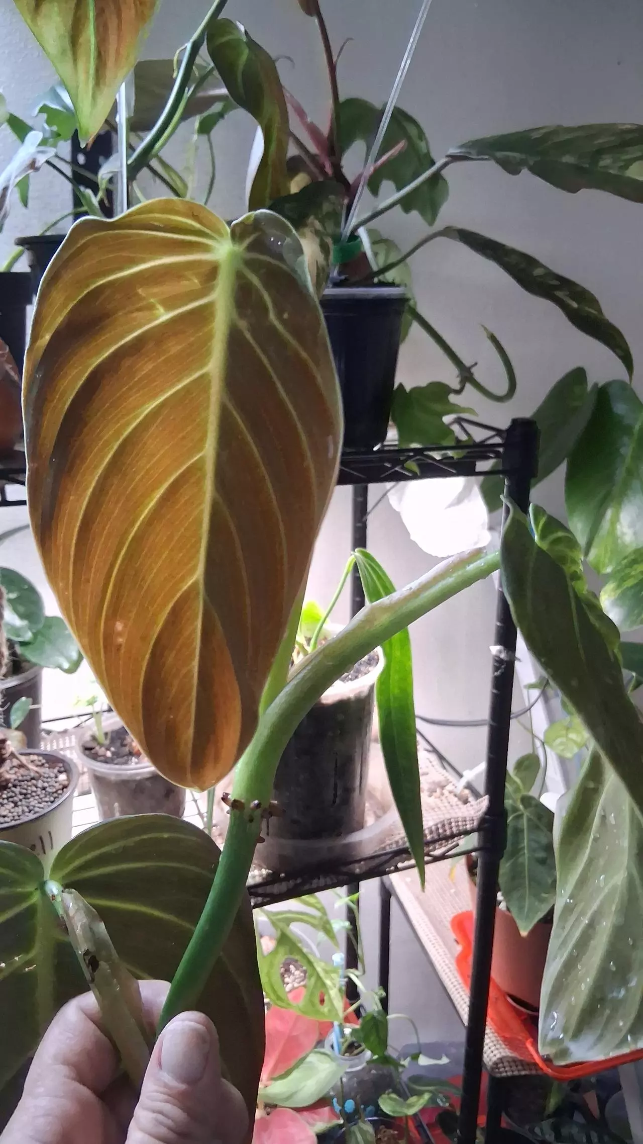 plant/2 leaf Philo gigas top cut-2