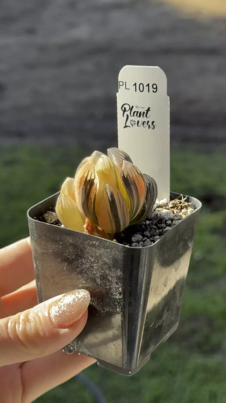 plant/PL1019: Haworthia Cooperi Variegated-0