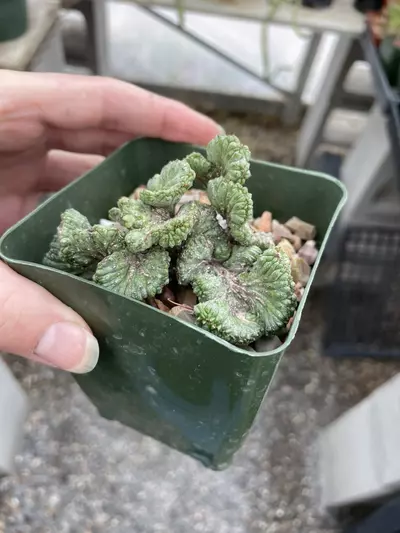 plant/Crested Euphorbia enopla-0-thumbnail