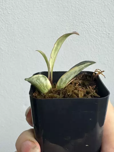 plant/Hoya Wayetii Lori Lyn-4-thumbnail