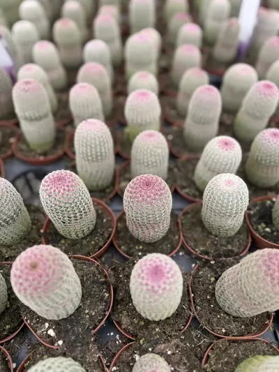 plant/Echinocereus Hedgehog cactus 3”-0-thumbnail