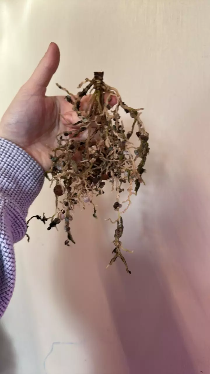 plant/Anthurium red spider x self bottom cut-0