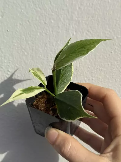 plant/Variegated Hoya Polyneura Albo-4-thumbnail