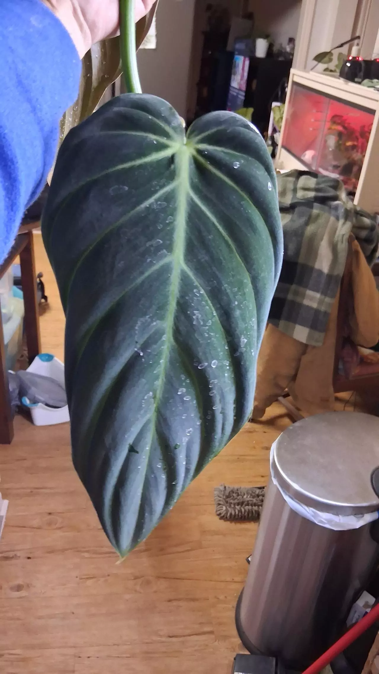 plant/1 leaf cutting philodendron gigas-1