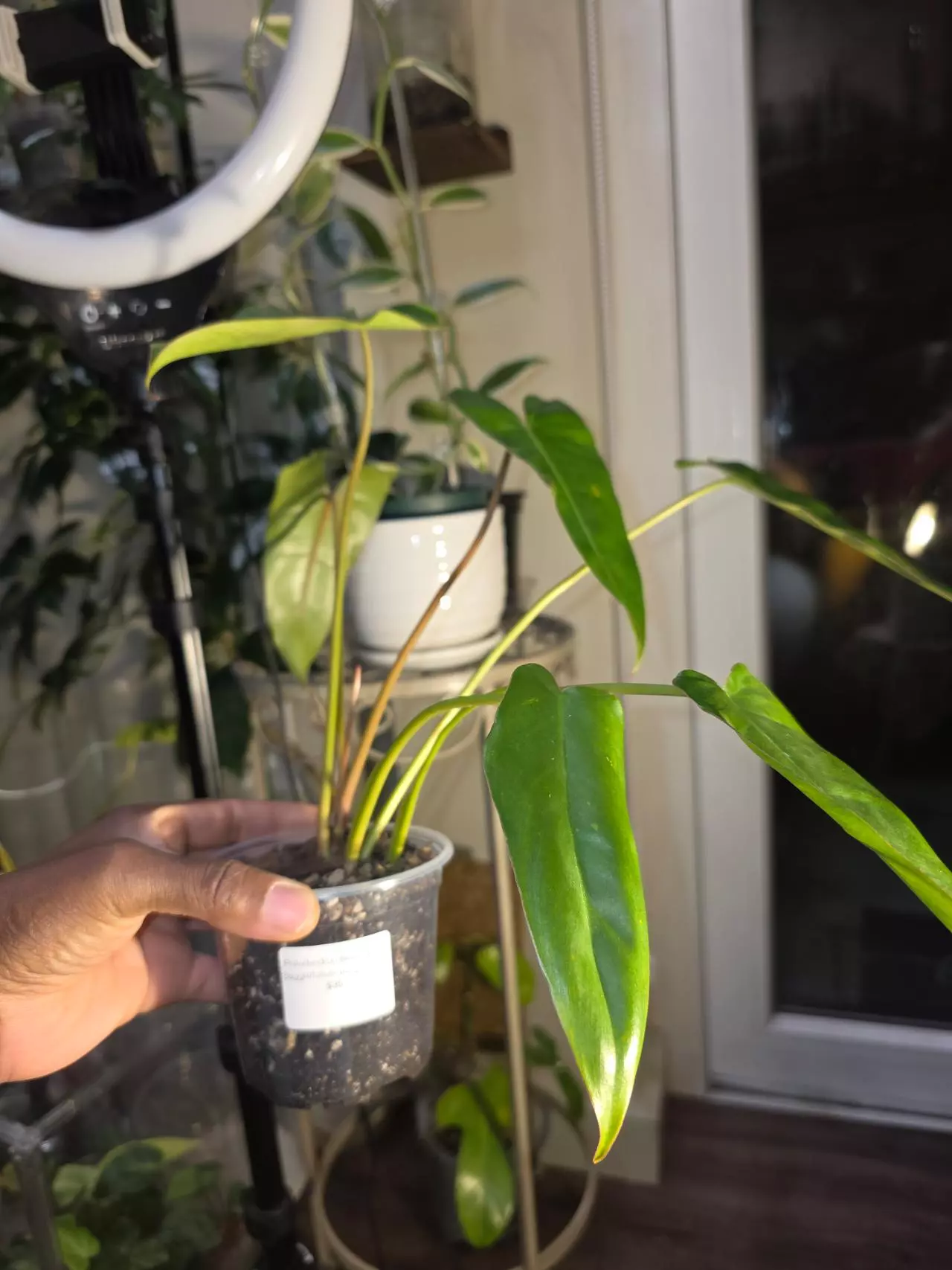 plant/Philodendron Billietiae x Saggitifolium (long form)-0