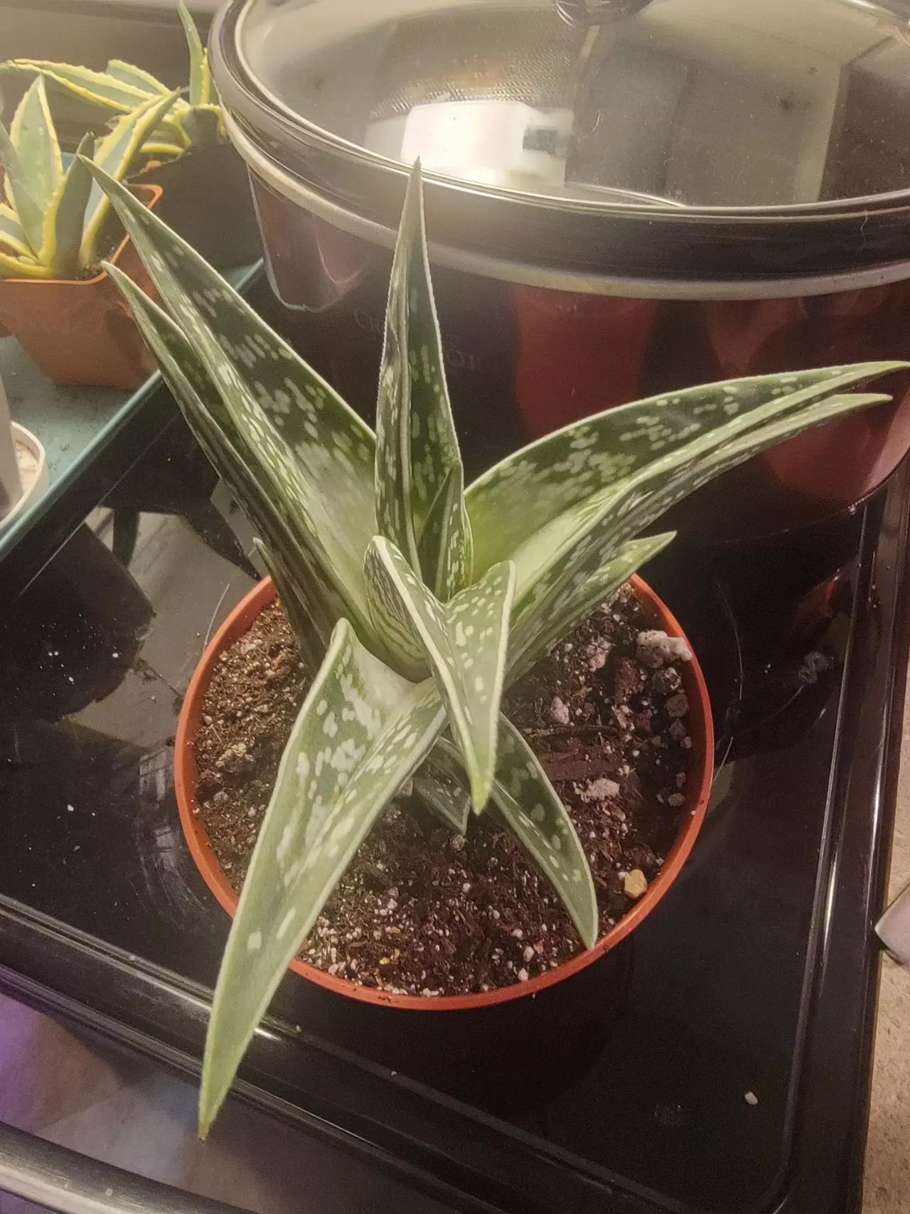 plant/Tiger ‘Aloe variegata’ (Gonialoe variegata) big 6" pot-0