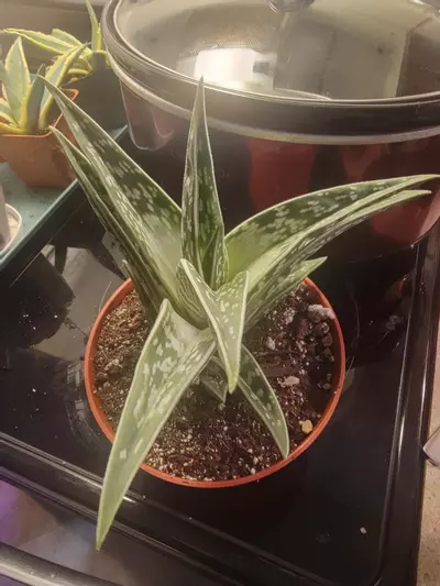 plant/Tiger ‘Aloe variegata’ (Gonialoe variegata) big 6" pot-0-thumbnail