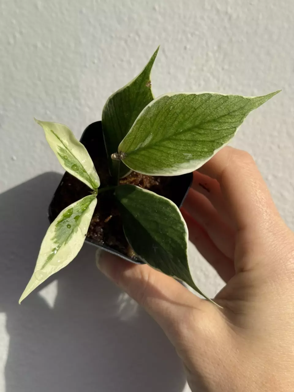 plant/Variegated Hoya Polyneura Albo-1