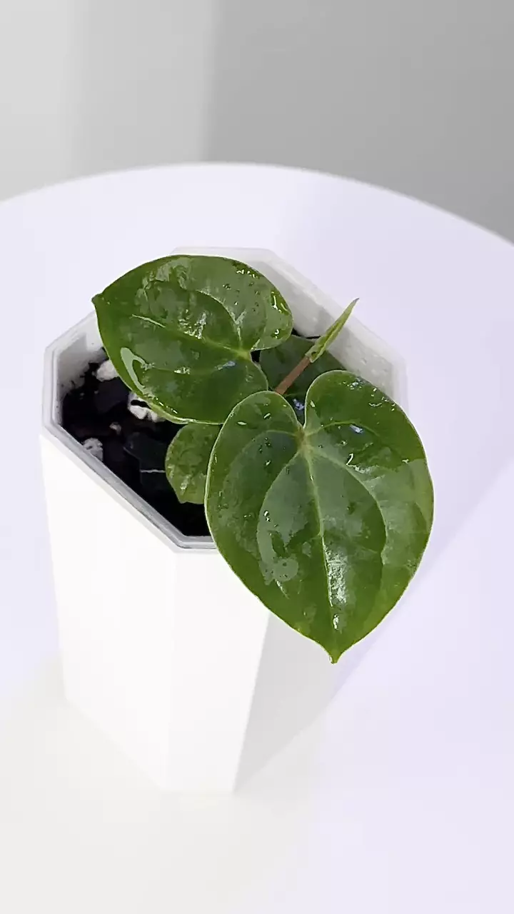 plant/Kunayalense-Pap x Dresslari-Carla “Amanda by Haseeb at ThriveHaus Anthurium-0