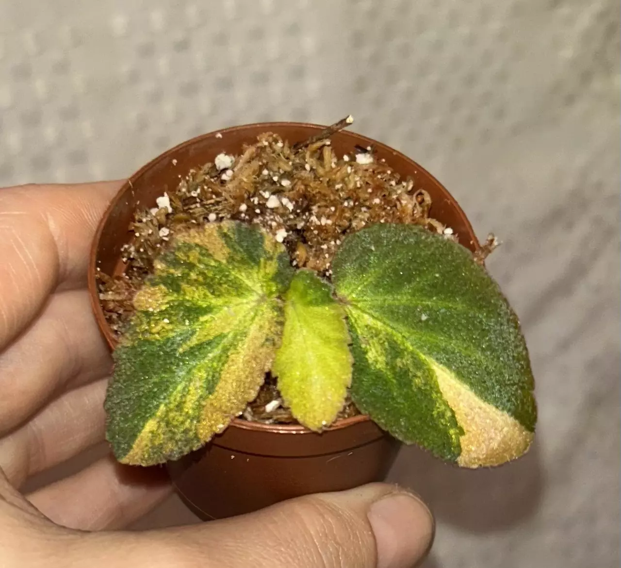 plant/Begonia withlacoochee variegated-0