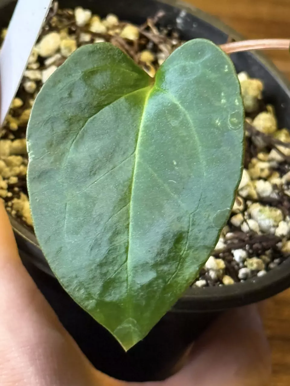 plant/A. Red of Java *Parent pic last-1