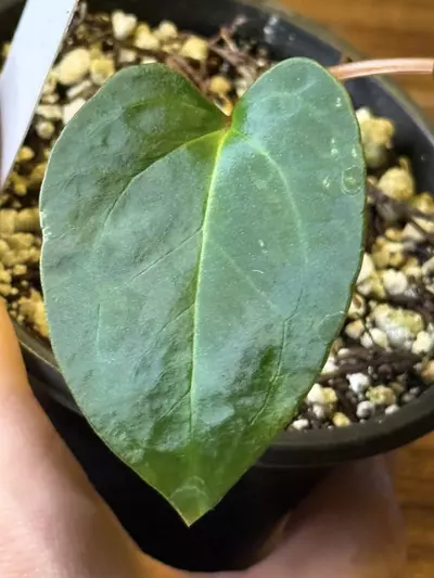 plant/A. Red of Java *Parent pic last-1-thumbnail