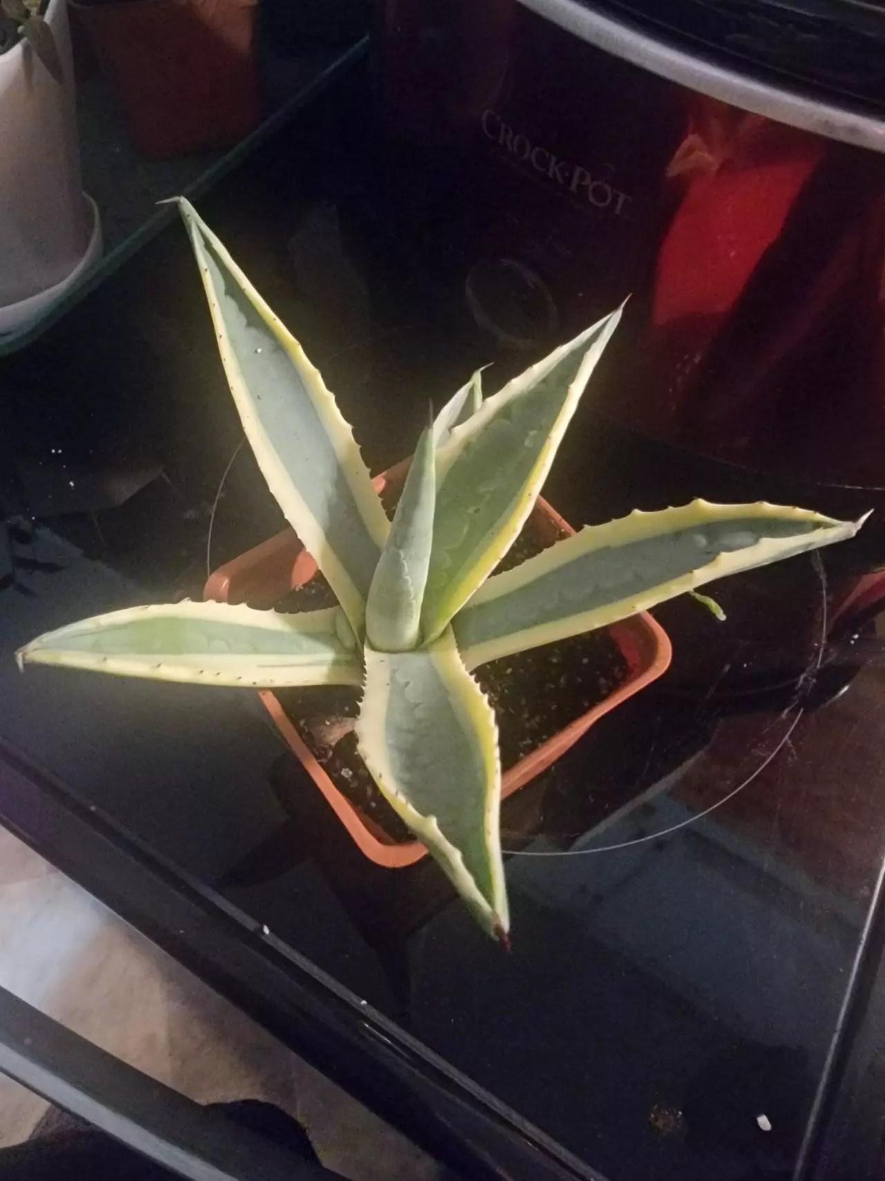 plant/Agave guiengola Marginata 'Creme Brulee'  gorgeous and outgrowing her 4" pot-0