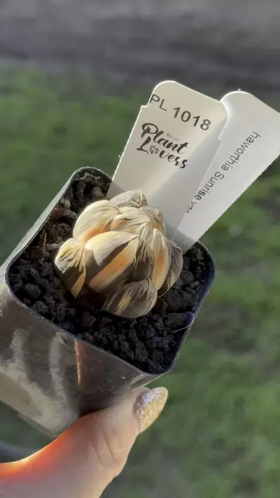 plant/PL1018: Haworthia Cooperi Variegateed-0-thumbnail