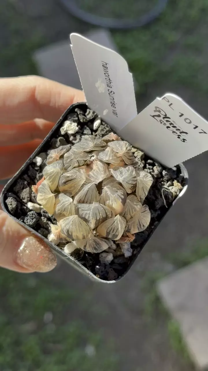 plant/PL1017: Haworthia Sunrise-0