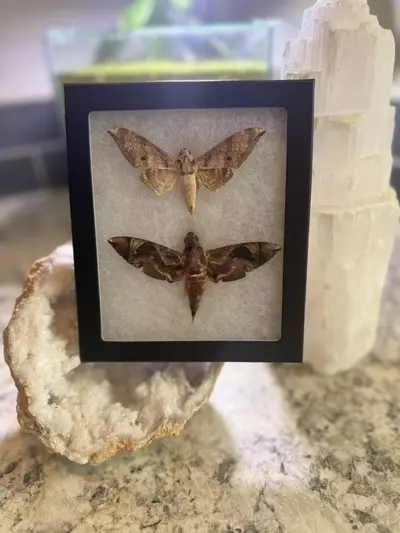 plant/Sphynx moth combo frame-0-thumbnail