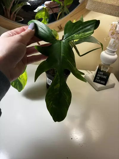 plant/Florida Beauty that’s not so beauty-2-thumbnail