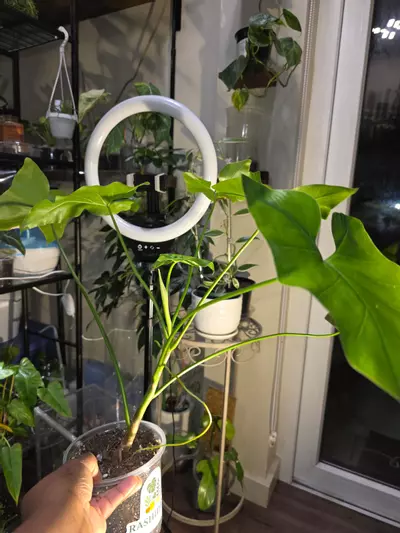 plant/Philodendron Corcovadense in 6 inch pot.-3-thumbnail