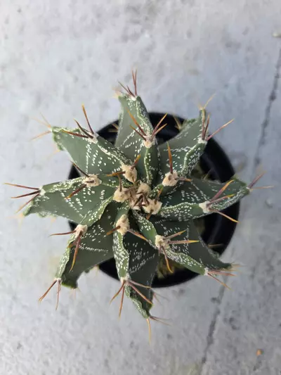 plant/Astrophytum Ornatum #4-1-thumbnail