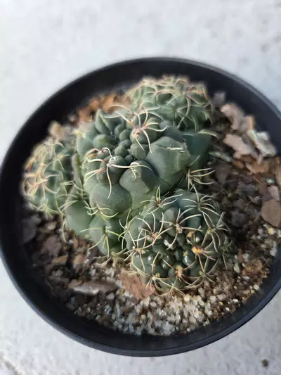plant/Gymnocalycium monstrose cluster-0-thumbnail
