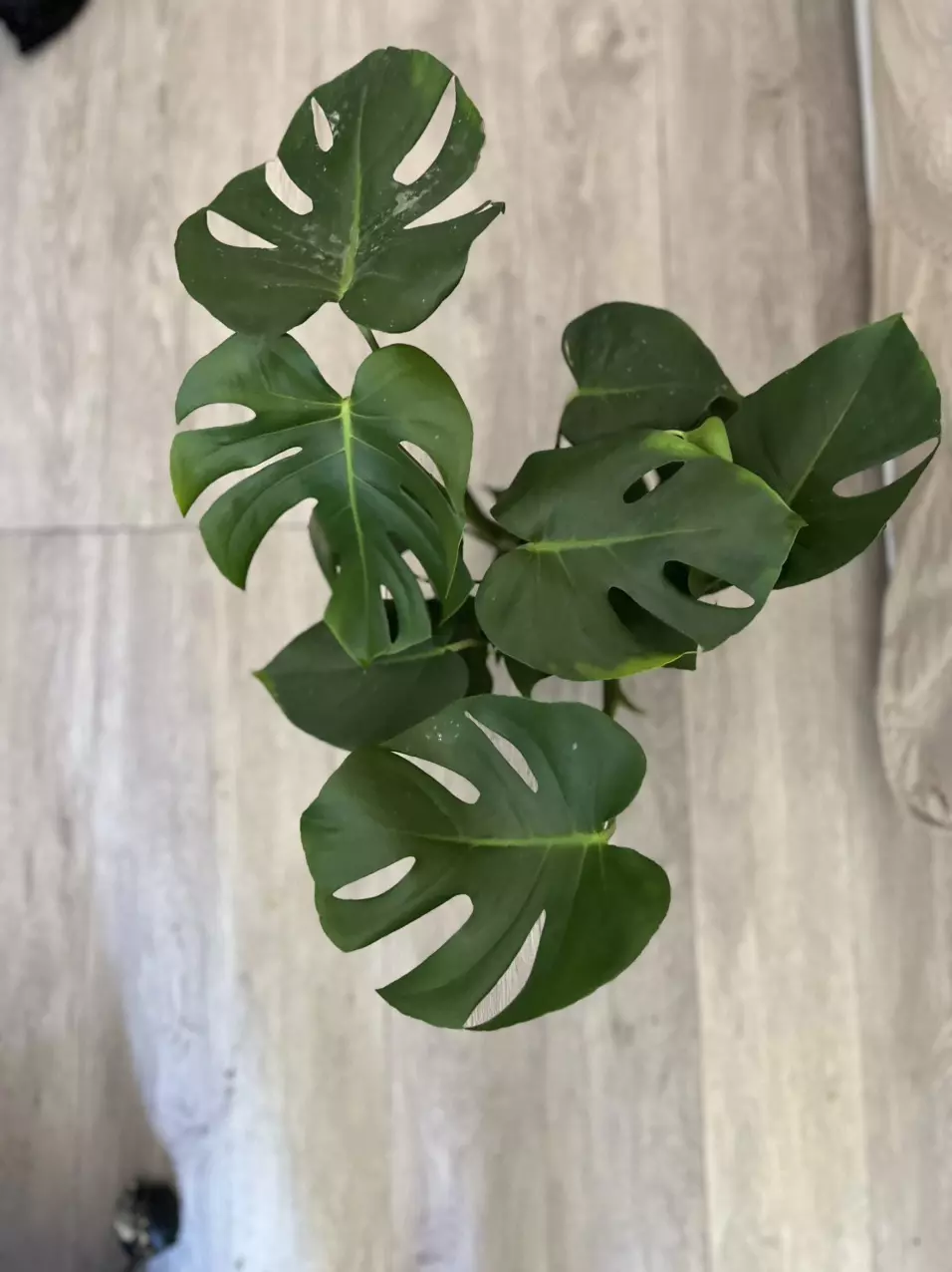 plant/6” Monstera Deliciosa-2