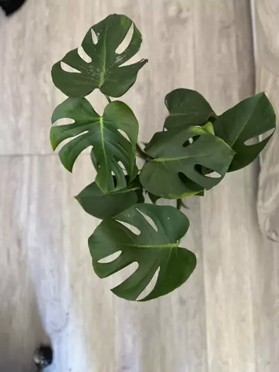 plant/6” Monstera Deliciosa-2-thumbnail