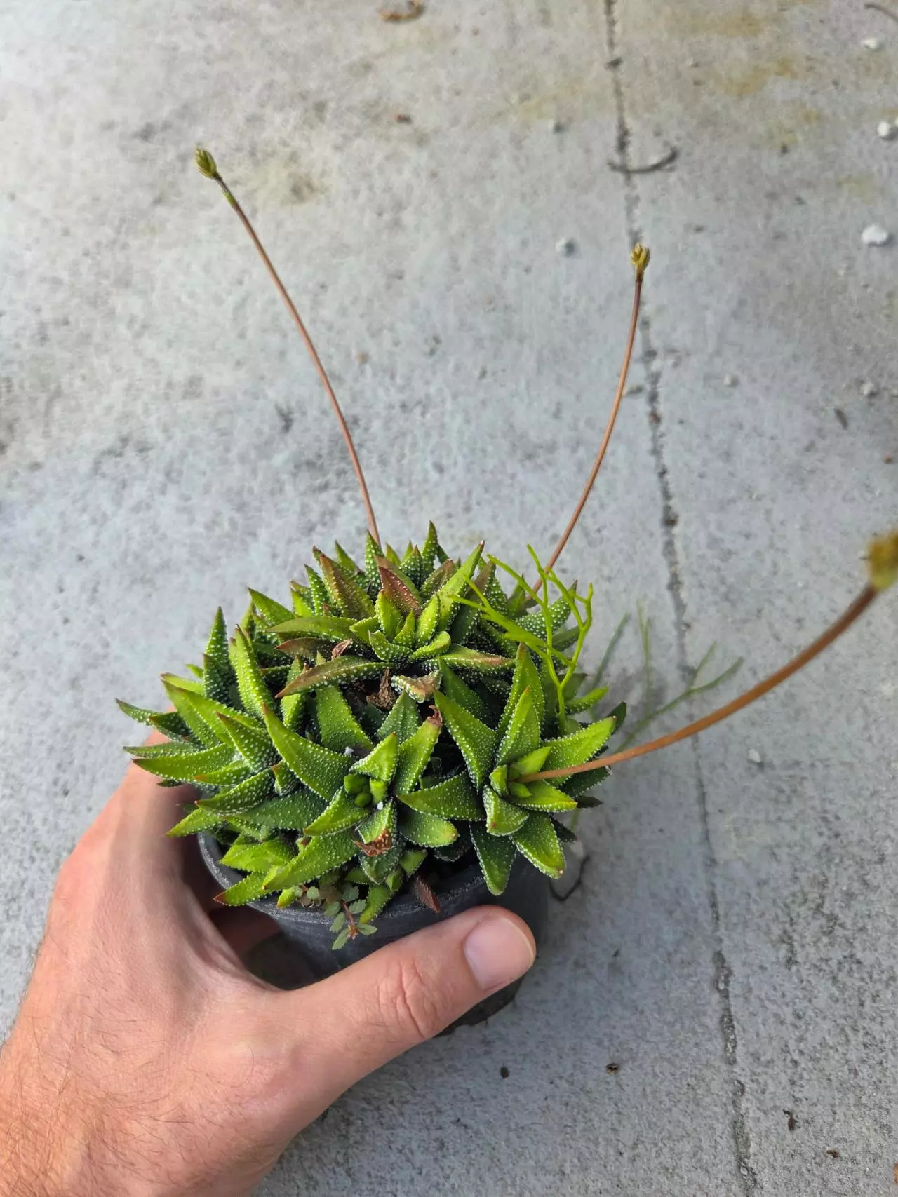 plant/Haworthiopsis Limifolia variety-1