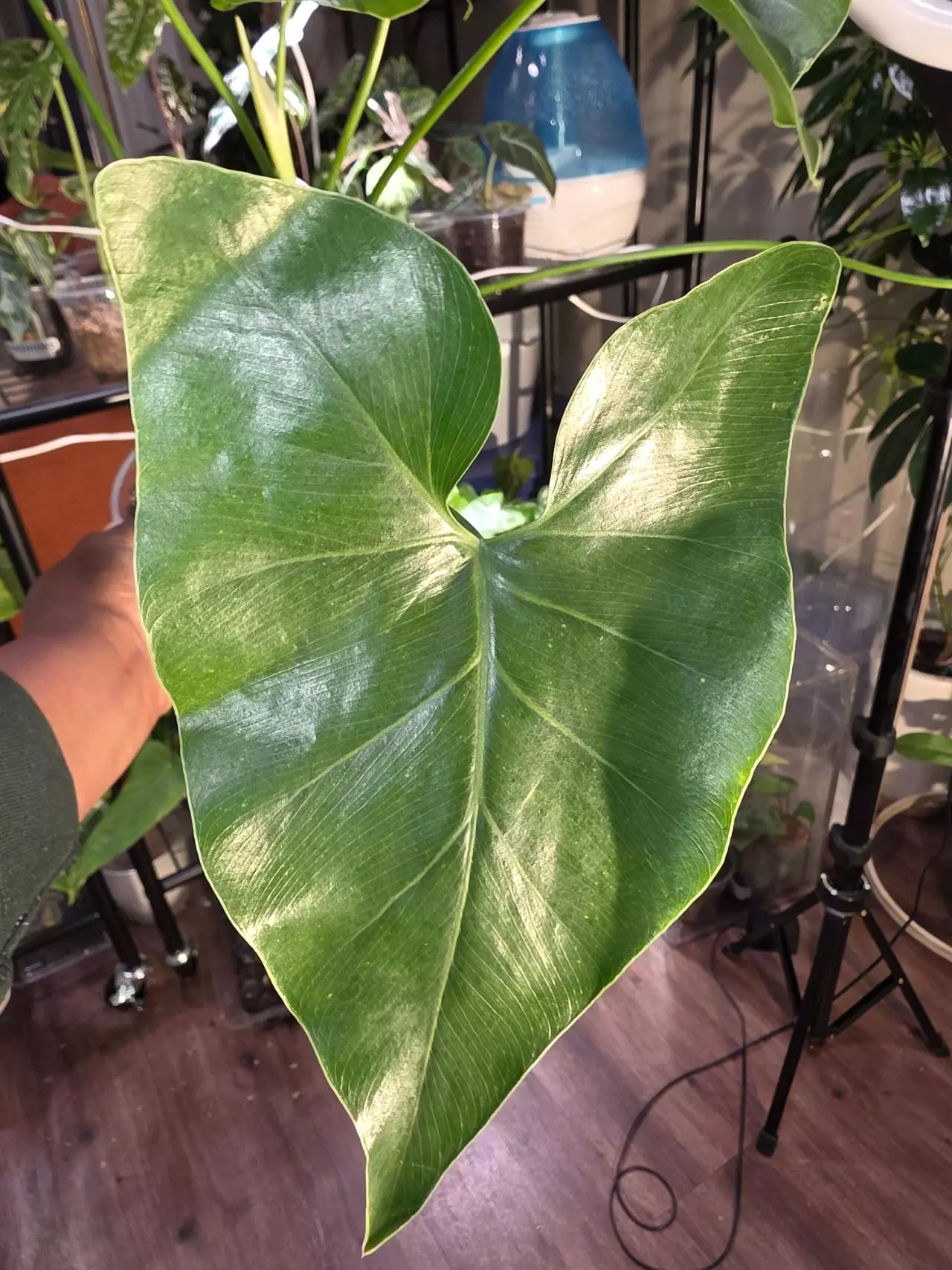 plant/Philodendron Corcovadense in 6 inch pot.-0