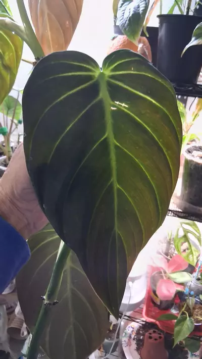 plant/1 leaf cutting philodendron gigas-0-thumbnail